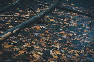 Best Outdoor Fall Activities In Maine