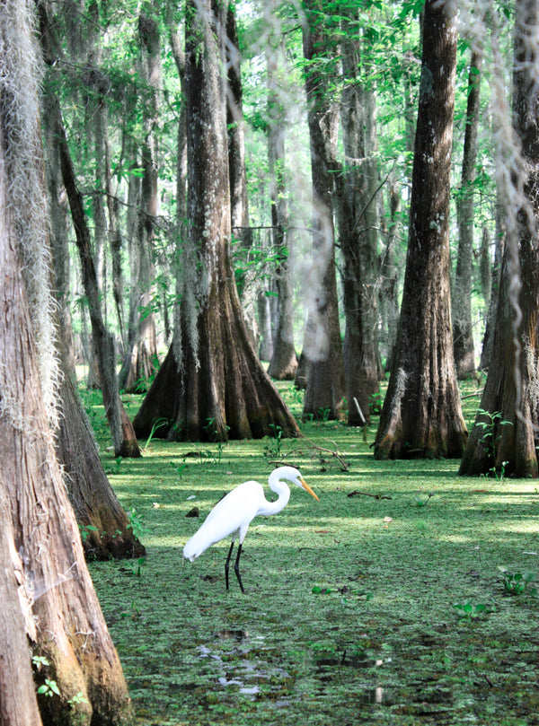 Best Outdoor Spring Activities In Louisiana