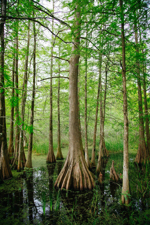 Best Outdoor Winter Activities In Louisiana