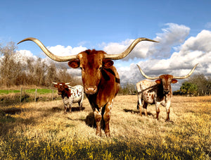 The 5 Best Hikes In Texas