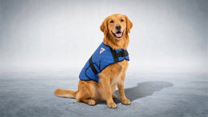 Pet Products