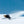 Snowboarder wearing Smith Optics goggles carving through snow