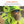 Ergodyne hi-vis hat showing adjustable chin strap and back cinch features