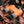 Orange Nocs Provisions binoculars resting on brown autumn leaves