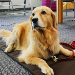 Golden retriever lying on a brown ToastiMat on a carpeted floor