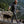 Man wearing Venture Heat vest walking on a log with a brown dog by a lake
